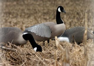  - 158312873_finisher-flapper-canada-goose-motion-decoy---avery-