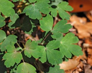 120px Red_Columbine_Aquilegia_canadensis_Canyon_Vista_Leaves_2538px 