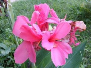 10 Seeds Pink Canna Lily Canna Indica Free Document