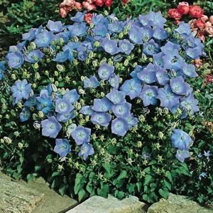 Campanula Seeds★great for Rock Gardens★ Good Groundcover 