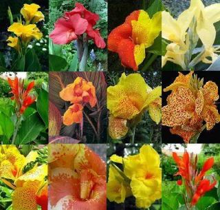 10 Seeds Mixed Colours Canna Lily Ground or Pond Plant Free Document 