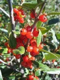   Berry 15 Seeds Wine Jelly Jam Shepherdia canadensis RARE 1136 E