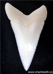 155Modern Great White Shark Tooth Teeth 4