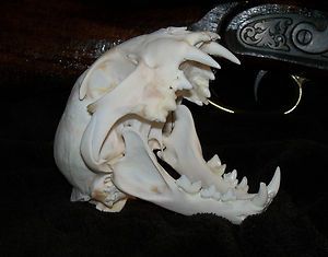 Real Canada Lynx skull ! head mount cat museum skulls canadian wild 