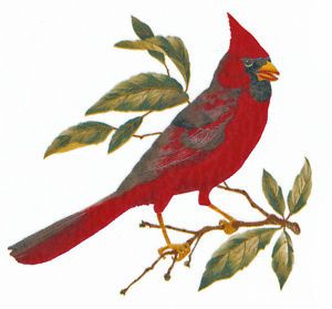 Ceramic Decals Single Red Cardinal Bird on Branch Leaf