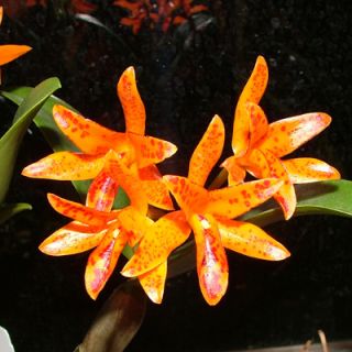 Cattleya aurantiaca Maruja Rare Orchid Plant Species WAXY HUGE PLANT