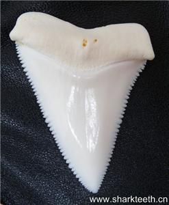 171Modern Great White Shark Tooth Teeth 4