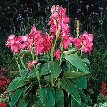 CANNA LILY RARE PINK PASSION BEAUTIFUL CANNA GROWS 4 FT FRAGRANT