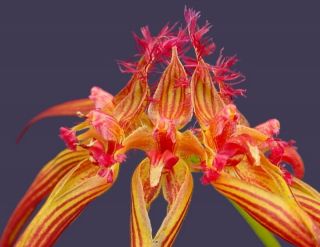   Fraudulentum Wendlandianum Membranifolium Species Orchid Plant