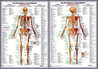 Major Muscle Attachments Anatomy Wall Charts Poster Set