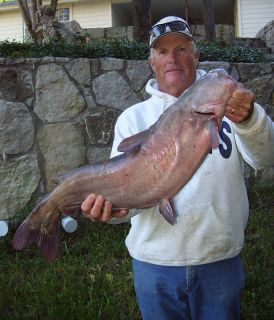 Quart J Pigg Stink Bait Catfish Bait Fishing Lure