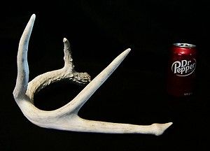 Unusual Bulbous Point Central Texas Whitetail Deer Antler Shed H 181 