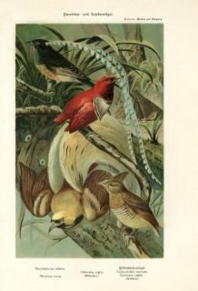 1890 EXOTIC PARADISE BIRDS Antique Lithograph Print C.Sterne