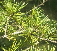 Beacon Hill Lebanon Cedar Tree Cedrus Bonsai Plant