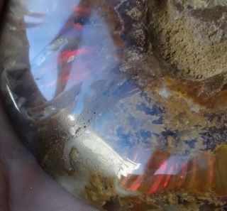   Fossil Cut and Polished to See Inside Crystallized Chambers