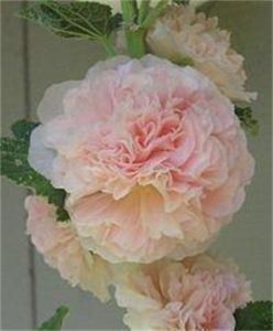 Hollyhock Chamois Rose Gorgeous Seeds