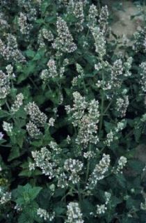 catnip lemon scented seeds approx 50 seeds per package