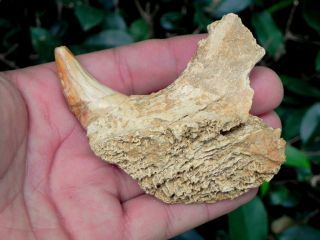 1c Extinct Fossil Romanian Cave Bear Fossil Jaw Spectacular 100 000 