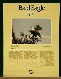 Bald Eagle Family 23 5 by 33 5 inch Print Ray Harm Signed Limited 
