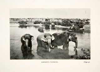  Print Elephants Watering Hole Madras Chennai Tamil Nadu India Wildlife