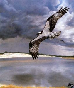 Charles Frace print s/n Safe Return osprey