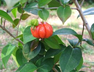 Tropical Florida Surinam Cherry Shrub Tree Seeds EZ Gro