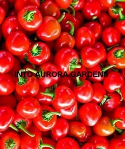 25 Hot Red Cherry Pepper Seeds Everbearing Vegetable