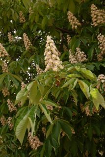 Anatolian Horse Chestnut Tree Aesculus Hippocastanum Fresh 5 Seeds 