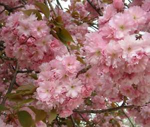 Japanese Flowering Cherry Prunus Serrulata Tree Seeds