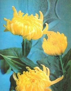 Chrysanthemum Flowers Vintage Emdur 3D Lenticular