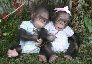 Reborn Chimpanzees Chaz Cici 2 Kits Denise Pratt Painted Rooted Eyes