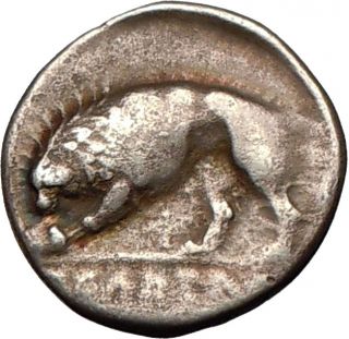 Lucania, Velia,350 B.C.Silver Didrachm.Goddess ATHENA/LION devouring