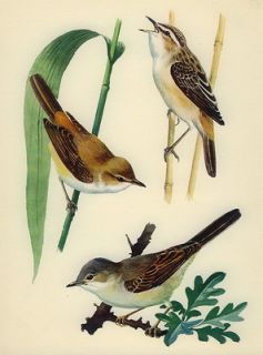Vintage c1946 Tunnicliffe Print Wildlife Birds Whitethoart & Weed