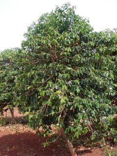 10 Live Plants Waialua Coffee Tree Seedlings C Arabica