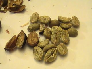 El Salvador natural whole cherry Coffee 30 whole seeds, grow indoor