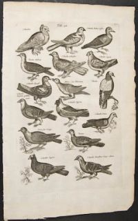 Merian Pigeon Turtle Dove 32 1660 Historia Folio Ornithology Engraving