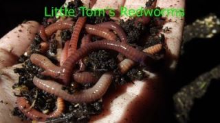 4 lb Red Worms Composting worms