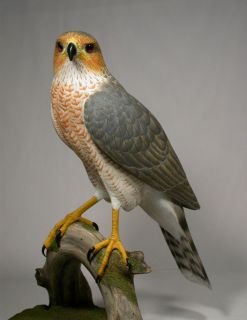 15 Coopers Hawk Original Bird Carving Birdhug