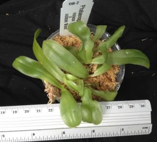 Fragrant species DB 2 Phal. Phalaenopsis violacea Indigo compot
