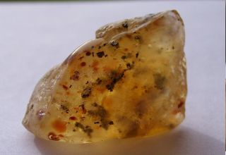 Ultra Rare Fossil Inclusions Manila Copal Amber   Black Ants