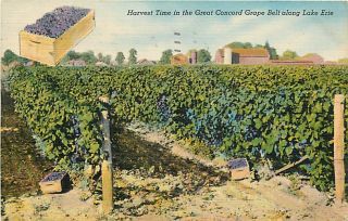 Oh Fremont Great Concord Grape Belt Vineyard T51165