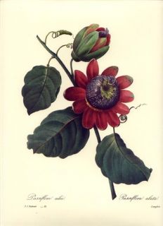 Redoute Botanical Flower Print Passion Flowers Plate 91