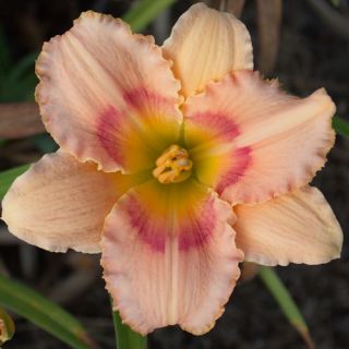 Pink Cotton Candy Pink DAYLILY DF Live Plants Perennial Flowers