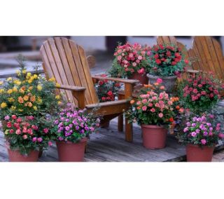 Cottage Farms 6 Piece Bold And Beautiful Sunpatiens Collection