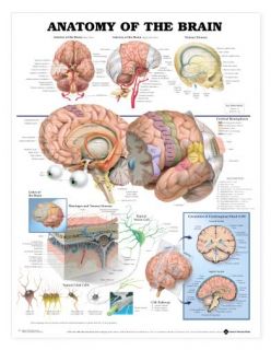anatomy of the brain anatomical chart laminated size 20 x 26