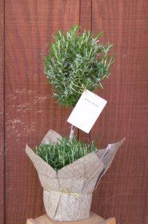Rosemary Topiary Live Plant Indoor Outdoor Patio Herb Cooking