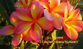 SALE ~ ROOTED ~ PLUMERIA PLANT CUTTING * COOKSTOWN SUNSET *