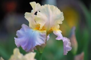 Lullaby of Spring Tall Bearded Iris, Award Winner Limited Supply