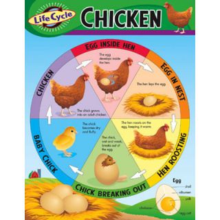 LIFE CYCLE CHICKEN Science Trend Poster Chart NEW
