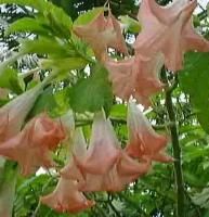  Baby Pink Angel Trumpet Brugmansia Plant 12 Trumpets Stunning